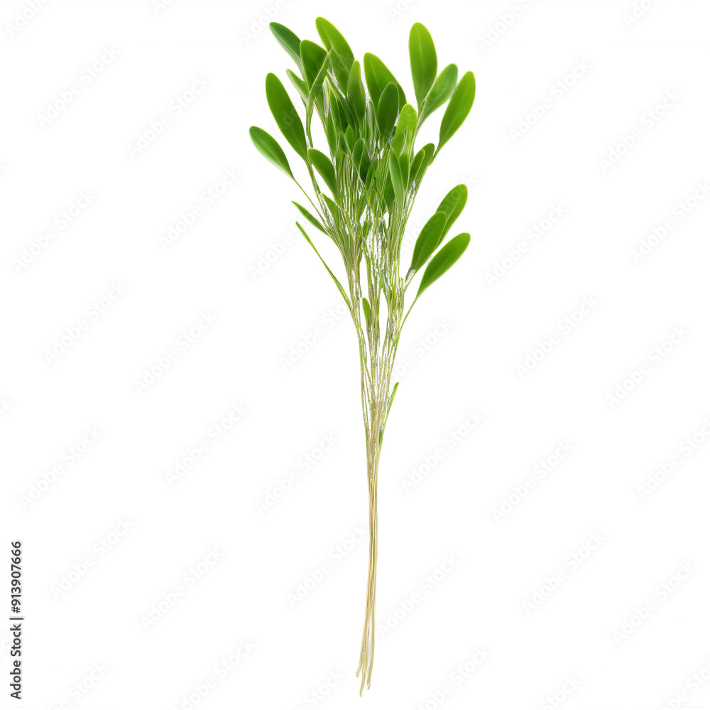 Oat microgreens Avena sativa tender green leaves with a subtle nutty flavor gracefully unfurled Microgreen Oat microgreens Avena sativa tender green leaves with a subtle nutty flavor gracefully unfurled Microgreen