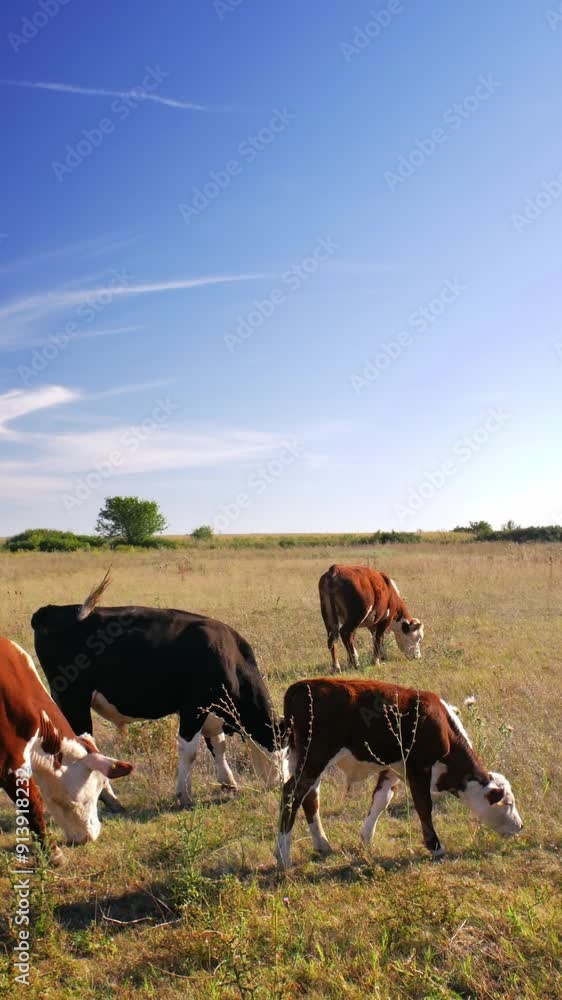 Cows Peacefully Grazing in the Warm Sunshine on a Beautiful, Lush Pasture Cows Peacefully Grazing in the Warm Sunshine on a Beautiful, Lush Pasture