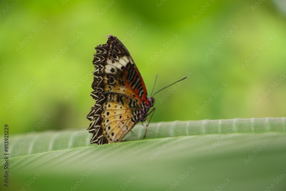 Obraz premium Vibrant butterfly perched on a green leaf, displaying intricate patterns of orange, black, and white. The soft focus background enhances the delicate beauty of this moment in nature.
