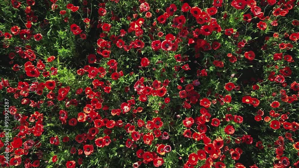 Close-up of a field of poppies swaying gently in the wind Close-up of a field of poppies swaying gently in the wind