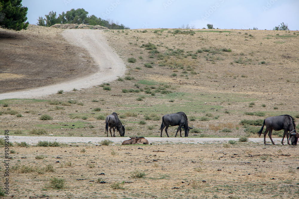 Wildebeests on a dry savanna, grazing alongside a winding dirt path. The scene captures the serene yet rugged beauty of the African wilderness, with a resting wildebeest in the foreground. Wildebeests on a dry savanna, grazing alongside a winding dirt path. The scene captures the serene yet rugged beauty of the African wilderness, with a resting wildebeest in the foreground.