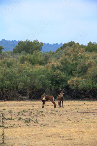 Pair of sable antelopes standing gracefully in an expansive landscape, with lush greenery as the backdrop. Their alert posture against the natural setting highlights their majestic presence.