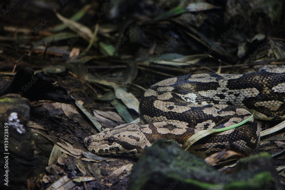 A snake coils among fallen leaves and twigs, its patterned body blending into the earthy tones of the forest floor. The intricate camouflage highlights the reptile's adaptive survival skills. A snake coils among fallen leaves and twigs, its patterned body blending into the earthy tones of the forest floor. The intricate camouflage highlights the reptile's adaptive survival skills.