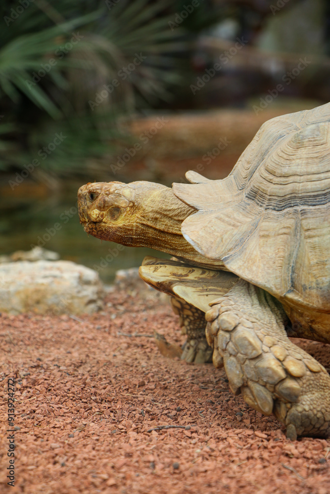 Naklejka premium Tortoise emerging from behind rocks, its rough shell and skin blending with the surrounding terrain. The close-up emphasizes the texture and colors of its natural habitat.