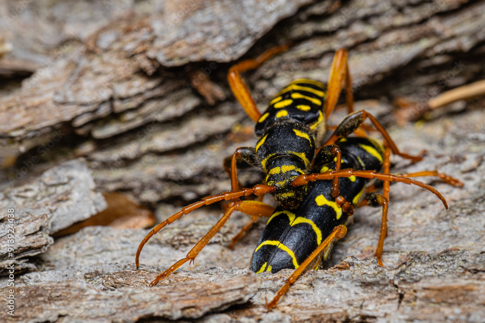Ram beetle, common ram beetle or wasp beetle is a beetle from the longhorn beetle family, Cerambycidae, Clytus arietis, Clytus Ram beetle, common ram beetle or wasp beetle is a beetle from the longhorn beetle family, Cerambycidae, Clytus arietis, Clytus