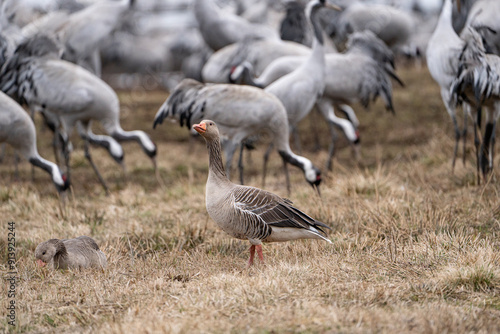 Cranes (grus grus) during a courtship dance and in the background a group of cranes eating and fighting and standing around the lake photo