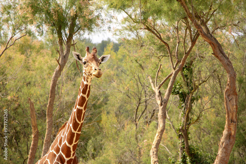 Canvas Print Giraffe amidst tall trees and lush foliage, showcasing its distinctive patterned fur