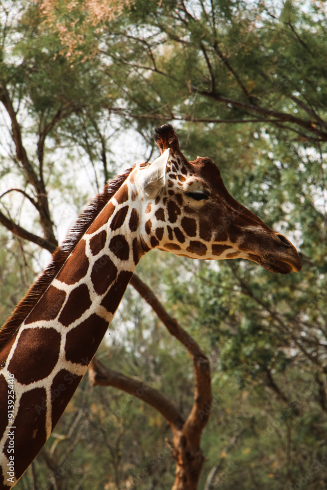Giraffe in profile with detailed fur patterns, surrounded by lush greenery. The natural light enhances the animal's elegant features and the intricate markings on its coat. Giraffe in profile with detailed fur patterns, surrounded by lush greenery. The natural light enhances the animal's elegant features and the intricate markings on its coat.
