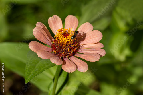 Dirty Lady Flower .Zinnia elegans, also known as Zinnia, is an annual flowering plant in the Asteraceae family.