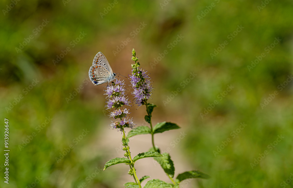 Blue Polyeyed Butterfly (Polyommatus icarus) on mint flower