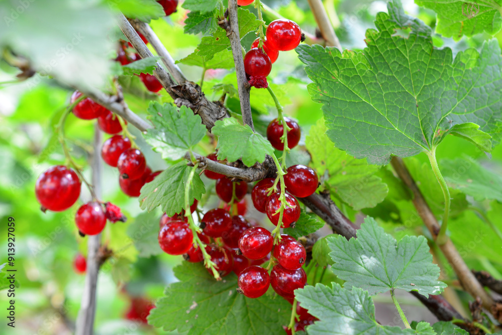 a red currant bush with red berries on it and a green leaf close up a red currant bush with red berries on it and a green leaf close up