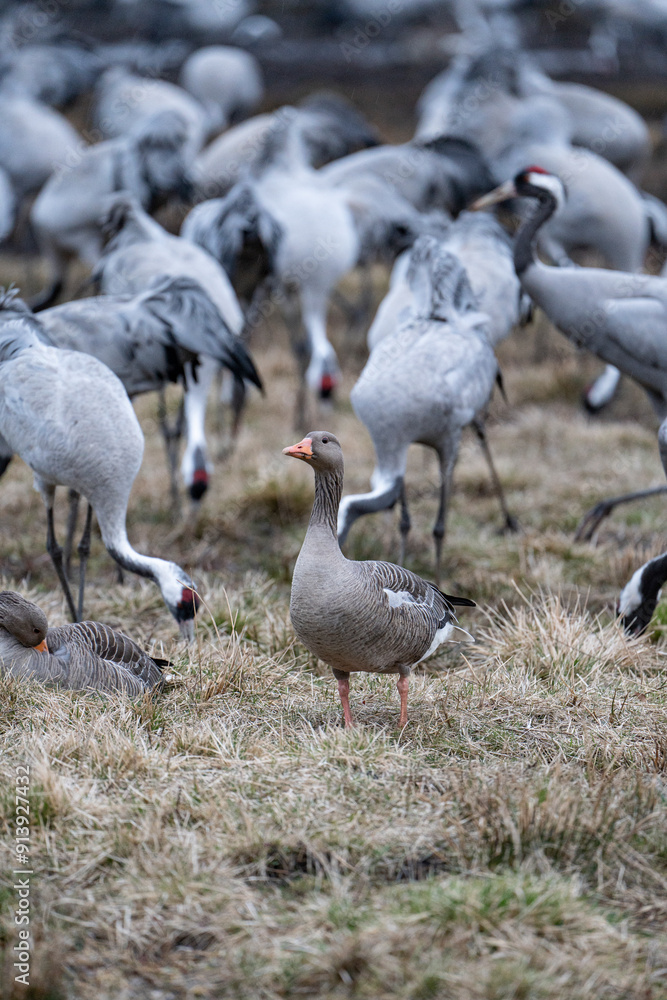 Cranes (grus grus) during a courtship dance and in the background a group of cranes eating and fighting and standing around the lake