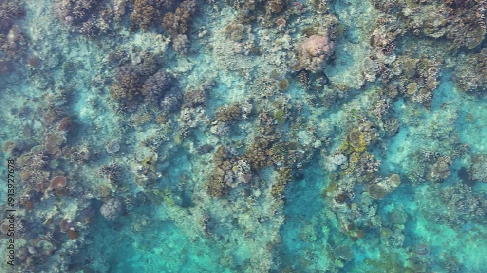 Aerial view above pristine coral reef surrounding tropical Island in Fiji - Healthy coral reef ecosystem from above Aerial view above pristine coral reef surrounding tropical Island in Fiji - Healthy coral reef ecosystem from above