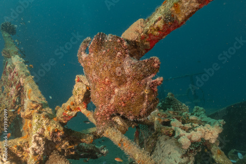 Frogfish swim in the Red Sea, colorful fish, Eilat Israel
 photo