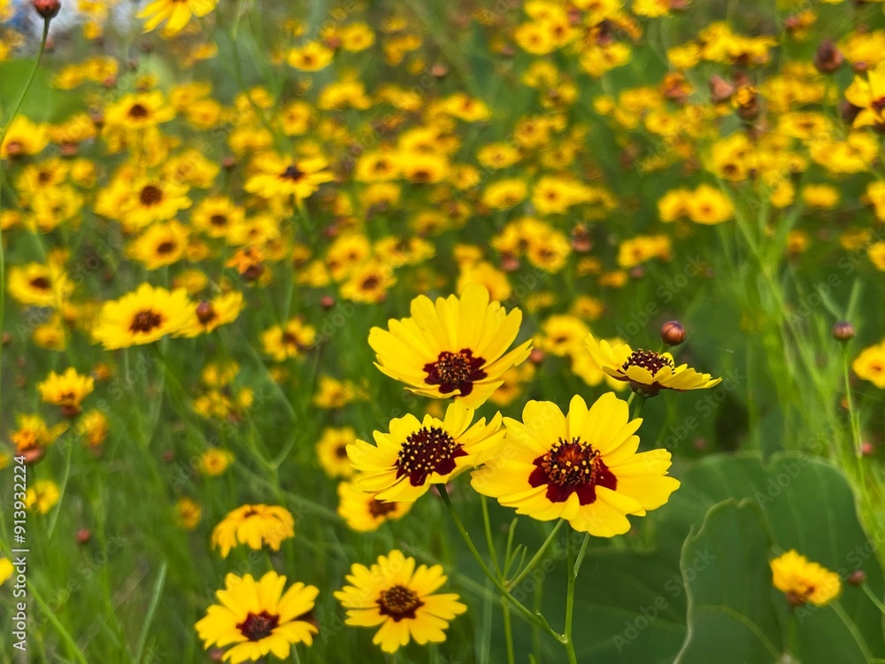 Wild nature scene of plain coreopsis decorating the meadow in summer Wild nature scene of plain coreopsis decorating the meadow in summer