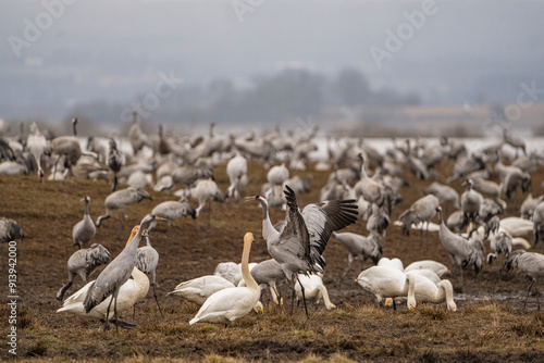 Cranes (grus grus) during a courtship dance and in the background a group of cranes eating and fighting and standing around the lake photo