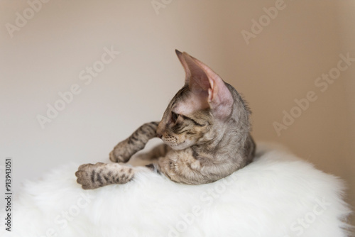 Fotografie Porträt eines getigerten Cornish Rex Kätzchen