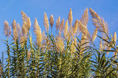 Green leaves and flowers of Giant reed Arundo donax against sky photo