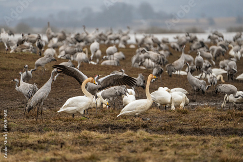 Cranes (grus grus) during a courtship dance and in the background a group of cranes eating and fighting and standing around the lake photo