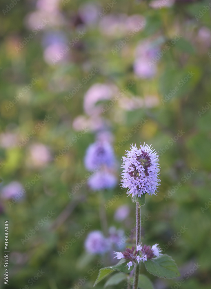 Beautiful close-up of mentha aquatica Beautiful close-up of mentha aquatica