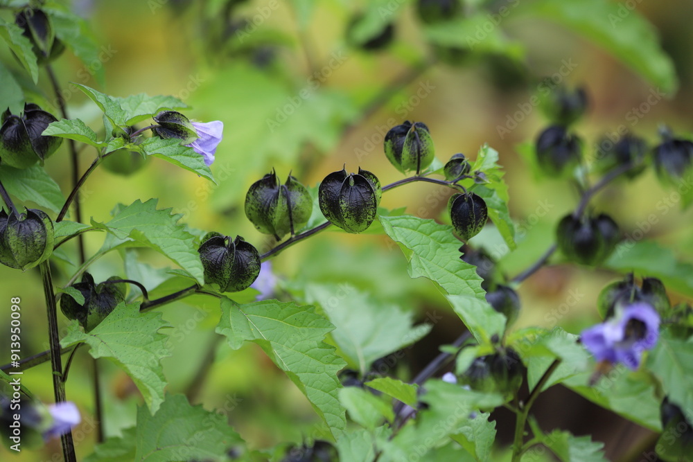 Physalis peruviana. Purple flower of ground cherry. Physalis peruviana. Purple flower of ground cherry.