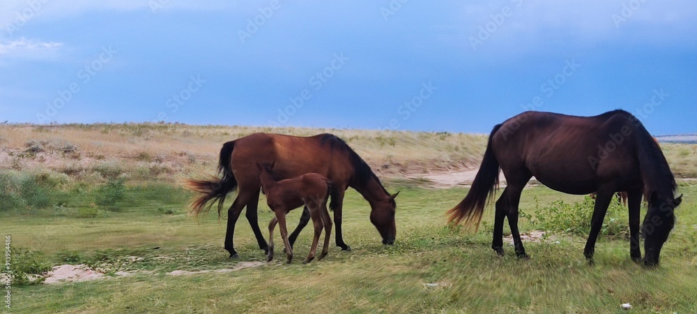 Obraz premium herd of horses