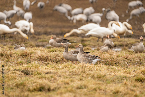 Gray goose (Anser anser) eating and lying on grass