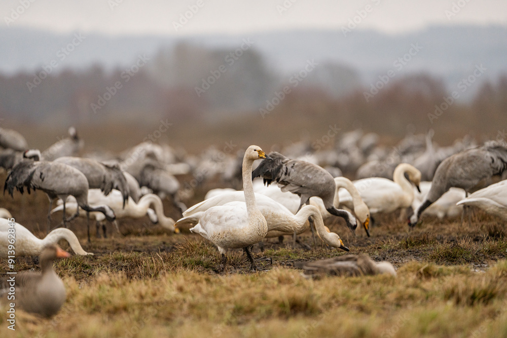 Swan, swans (Cygnus) flapping its wings, cranes (Grus grus) in the background Swan, swans (Cygnus) flapping its wings, cranes (Grus grus) in the background