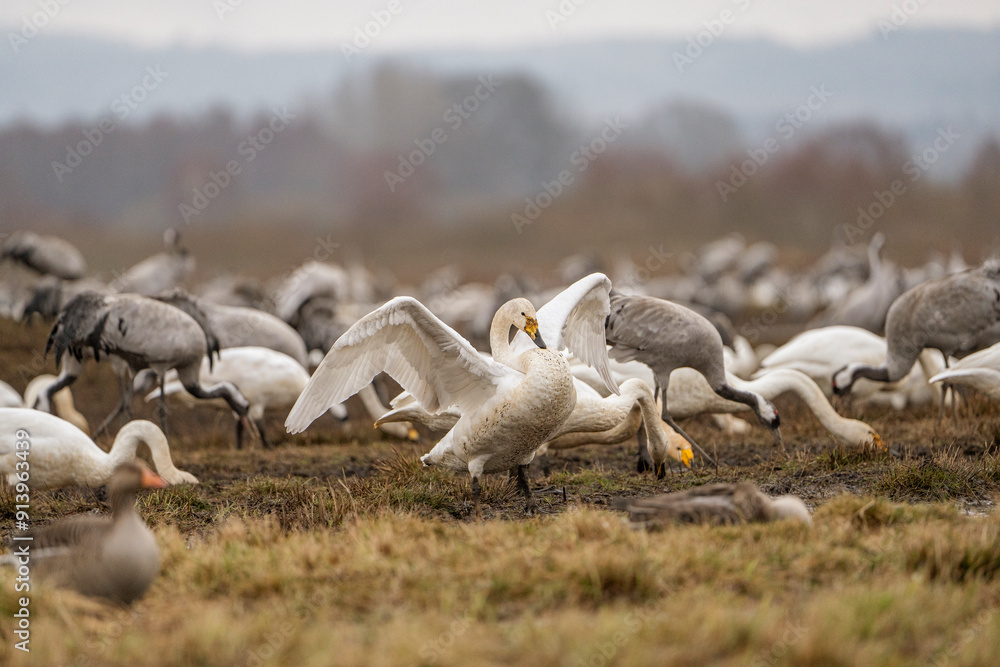 Swan, swans (Cygnus) flapping its wings, cranes (Grus grus) in the background Swan, swans (Cygnus) flapping its wings, cranes (Grus grus) in the background