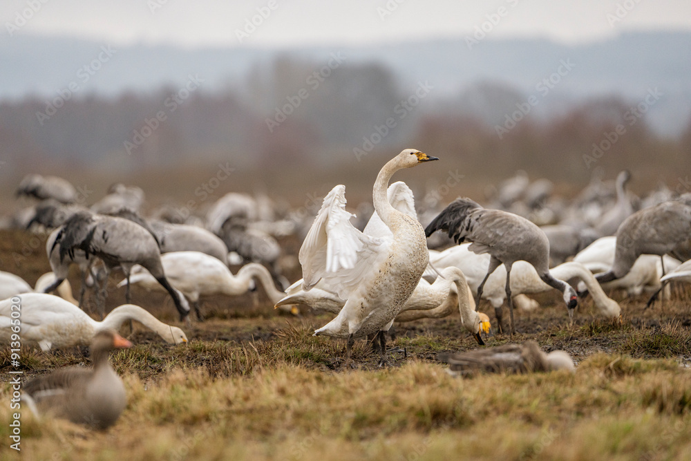 Swan, swans (Cygnus) flapping its wings, cranes (Grus grus) in the background Swan, swans (Cygnus) flapping its wings, cranes (Grus grus) in the background