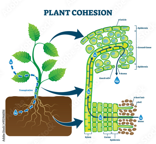 Plant cohesion illustration, transparent background. Labeled water upward motion explanation with educational scheme. Biological structure diagram with xylem, cortex.