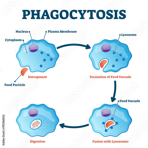 Phagocytosis illustration, transparent background. Labeled endocytosis educational scheme. Cycle with entrapment, vacuole formation, lysosomes fusion and digestion process. photo