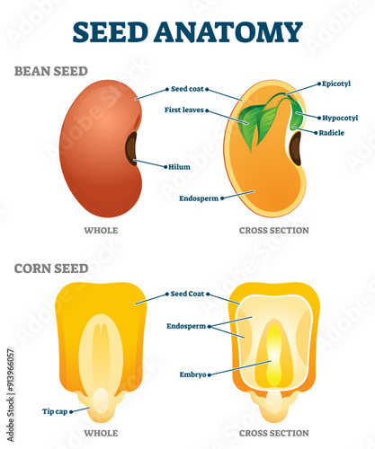 Seed anatomy illustration, transparent background. Labeled educational botany structure scheme with bean and corn reproductive parts. Closeup model description with hilum, epicotyl, hypocotyl.