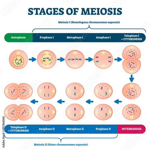 Stages of meiosis illustration, transparent background. Labeled cell division process explanation scheme from genetic aspect. Interphase and interkinesis diagram with phases structural changes.