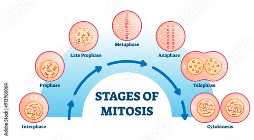 Stages of mitosis, illustration diagram, transparent background. Cell division process, biological phases scheme with interphase, prophase, metaphase, anaphase, telophase and cytocinesis.