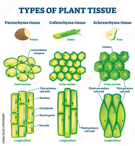 Types of plant tissue illustration, transparent background.Labeled educational structure scheme.Biological closeup with cross section and longitudinal views.