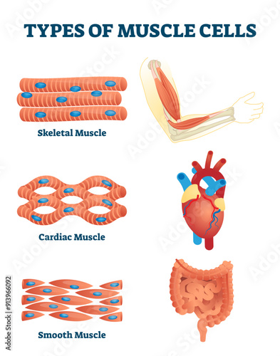 Types of muscle cells illustration, transparent background. Labeled various soft tissues differences explanation. Educational skeletal, cardiac and smooth contraction. Anatomical body parts example.