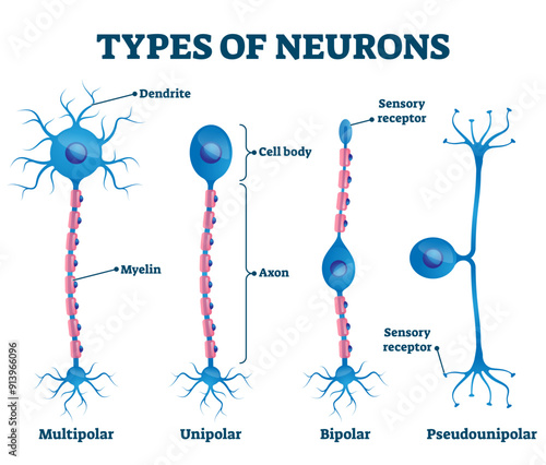 Types of neurons illustration, transparent background. Labeled anatomical nerve parts comparison scheme. Synapses receptors educational closeup with multipolar, unipolar.