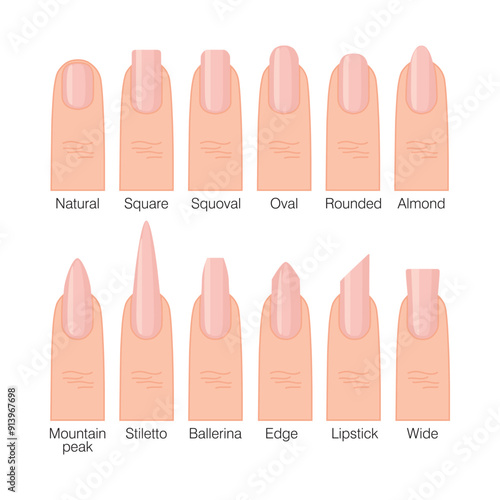 Nail shapes. Natural, rounded, square, squoval, oval, almond, ballerina, stiletto. A guide for a manicure master. Nail extensions. Vector illustration for design and web.