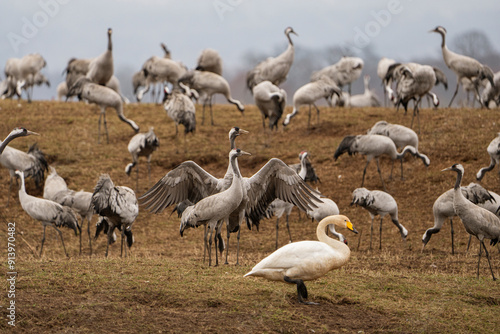 Group of cranes eating and fighting and standing around the lake