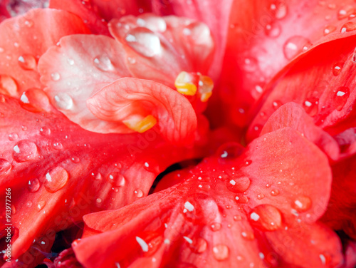 Hibiscus flower  petals closeup macro with water drops on red hibiscus petals flower,  Red hibiscus flower petals photographed with macro lens close up