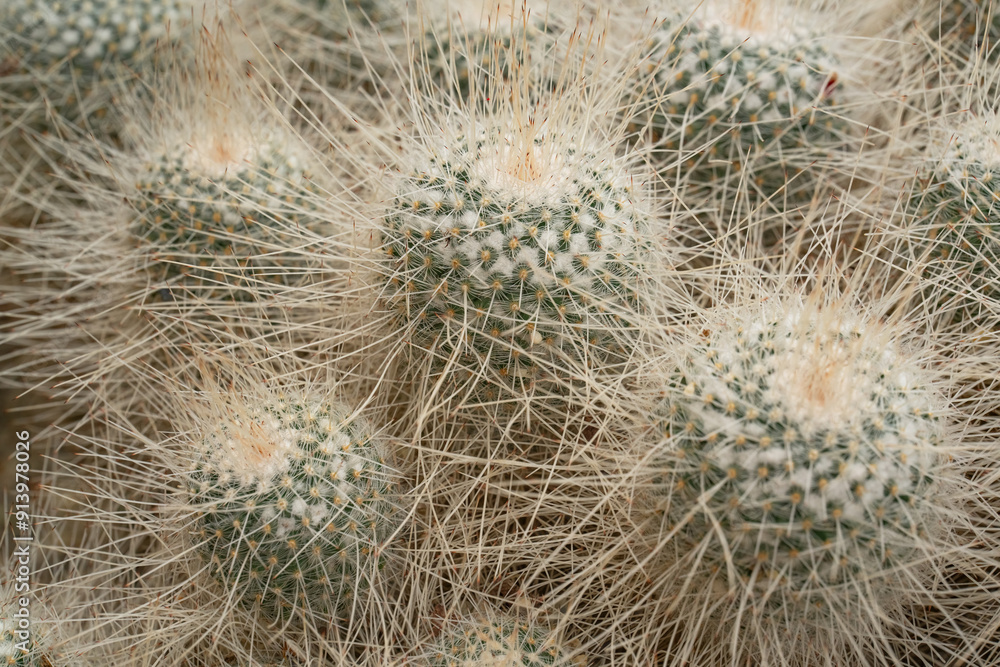 Spherical cactus with long white spines close up. Exotic plant Spherical cactus with long white spines close up. Exotic plant