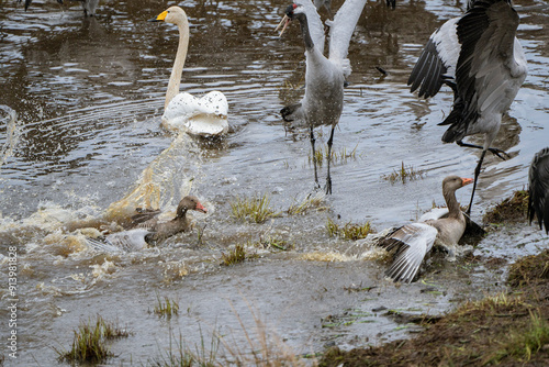 Group of cranes eating and fighting and standing around the lake photo