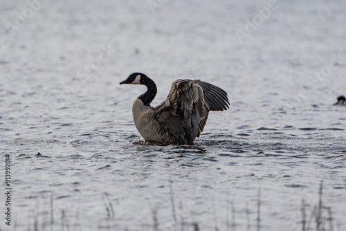 gray goose (Anser anser) flapping its wings and preening itself on the water