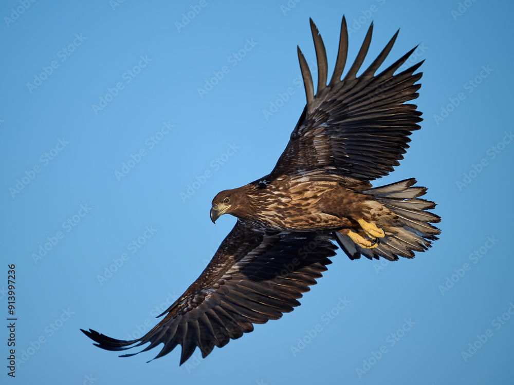 White-tailed eagle (haliaeetus albicilla) White-tailed eagle (haliaeetus albicilla)