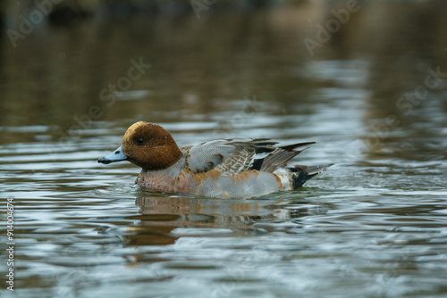 A shot of a male eurasian wigeon in winter. Latvia, swimming. photo