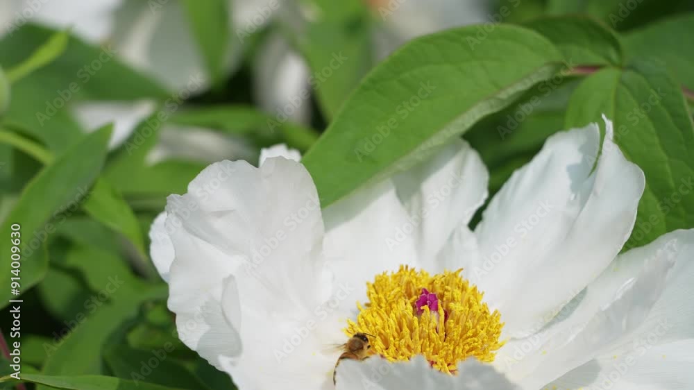 bee on flower bee on flower