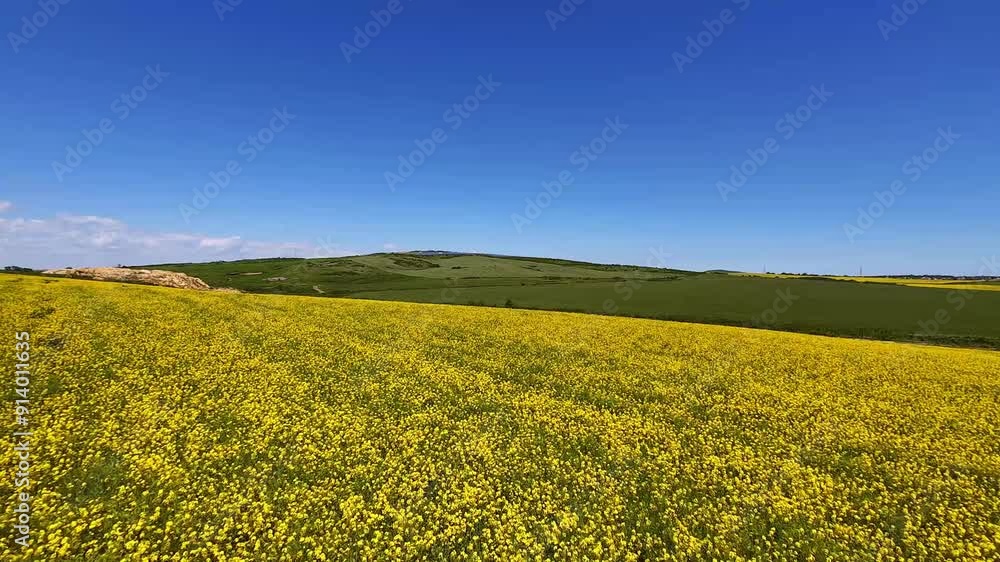 Aerial panorama taken with flying drone with yellow rapeseed field and agricultural land at sunset. Abstract background with stripes and waves Aerial panorama taken with flying drone with yellow rapeseed field and agricultural land at sunset. Abstract background with stripes and waves
