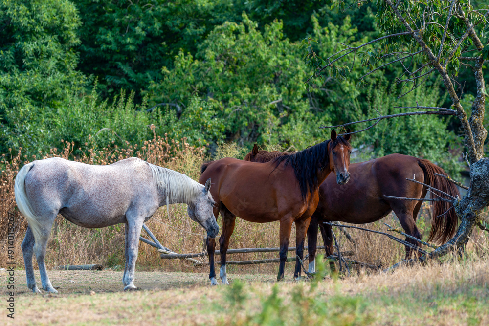 Chevaux dans un enclos Chevaux dans un enclos