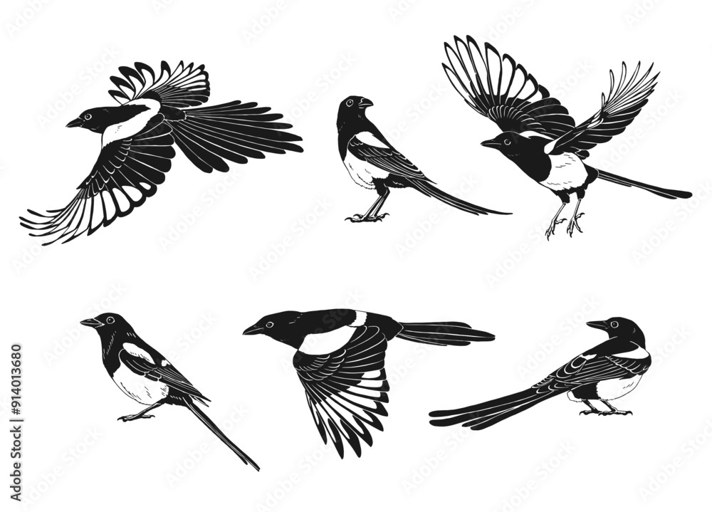 Magpie, flying bird, set. Hand drawn vector illustration on white background Magpie, flying bird, set. Hand drawn vector illustration on white background